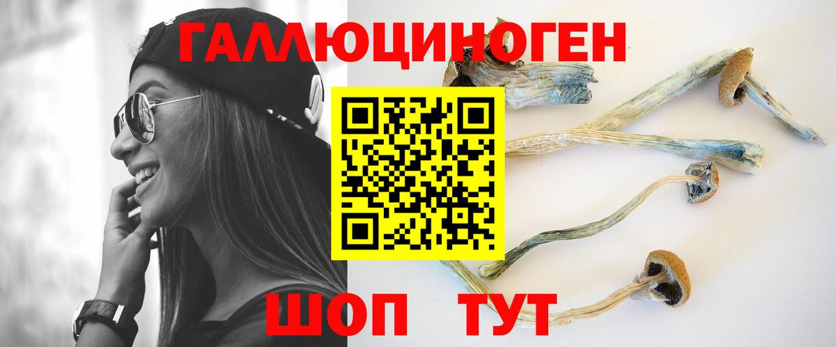 Псилоцибиновые грибы Psilocybine cubensis Волхов